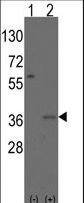 MSX2 / MSH Antibody - Western blot of Msx2 (arrow) using rabbit polyclonal Msx2 Antibody (Human N-term). 293 cell lysates (2 ug/lane) either nontransfected (Lane 1) or transiently transfected with the Msx2 gene (Lane 2) (Origene Technologies).