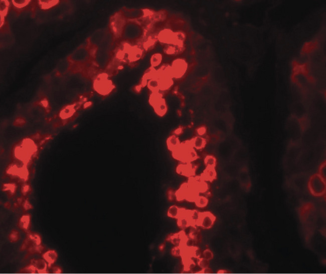 MSY2 / YBX2 Antibody - Immunofluorescence of YBX2 in human testis tissue with YBX2 antibody at 20 ug/ml.