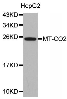 MT-CO2 Antibody - Western blot analysis of extracts of HepG2 cells, using MT-CO2 antibody. The secondary antibody used was an HRP Goat Anti-Rabbit IgG (H+L) at 1:10000 dilution. Lysates were loaded 25ug per lane and 3% nonfat dry milk in TBST was used for blocking.