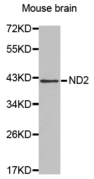 MT-ND2 Antibody - Western blot analysis of extracts of Mouse brain .