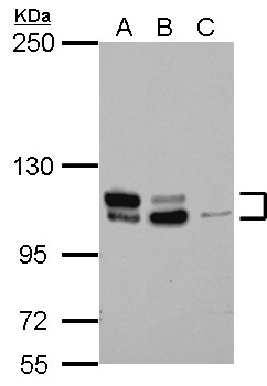 MTBP / Mdm2-Binding Protein Antibody - Sample (30 ug of whole cell lysate) A: Jurkat B: THP-1 C: HL-60 5% SDS PAGE MTBP antibody diluted at 1:1000