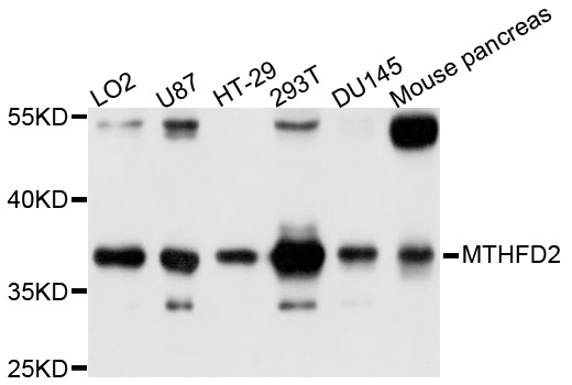 MTHFD2 Antibody - Western blot analysis of extracts of various cell lines, using MTHFD2 antibody at 1:1000 dilution. The secondary antibody used was an HRP Goat Anti-Rabbit IgG (H+L) at 1:10000 dilution. Lysates were loaded 25ug per lane and 3% nonfat dry milk in TBST was used for blocking. An ECL Kit was used for detection and the exposure time was 1s.