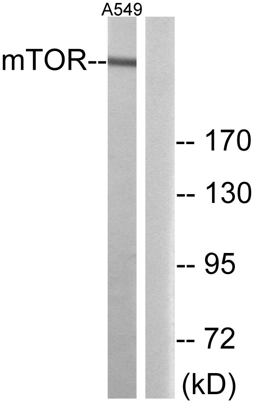 MTOR Antibody - Western blot analysis of lysates from A549 cells, using mTOR Antibody. The lane on the right is blocked with the synthesized peptide.