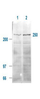 MTOR Antibody - Anti-mTOR pS2448 Antibody - Western Blot. Affinity Purified Anti-mTOR pS 2448 (Rabbit) is shown to detect a 250 kD band (indicated) corresponding to phosphorylated human mTOR present in a 293T whole cell lysates. Cells were serum-starved for 24 hours prior to harvest. ~20 ug of lysate was loaded per lane for SDS-PAGE. Untreated cells are shown in lane 1, whereas cells in lane 2 were treated with IGF-1 (100 ng/ml) for 20 min prior to harvest. Follow reaction of antibody with a 1:2000 dilution of HRP Goat-a-Rabbit IgG for visualization.