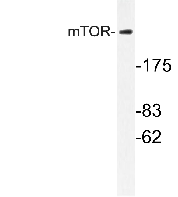MTOR Antibody - Western blot of mTOR (S2442) pAb in extracts from HUVEC cells.