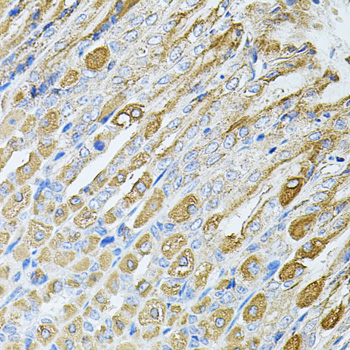 MTTP / MTP Antibody - Immunohistochemistry of paraffin-embedded mouse stomach tissue.