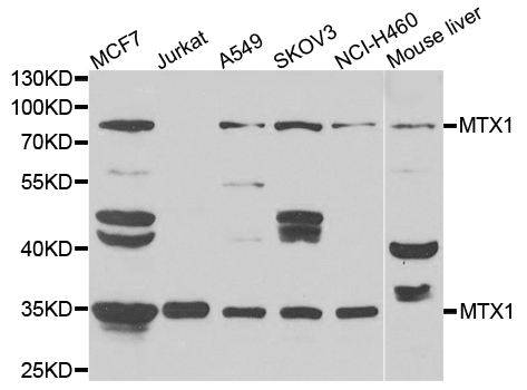 MTX1 / Metaxin 1 Antibody - Western blot blot of extracts of various cell lines, using MTX1 antibody.