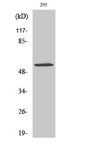 MUC13 Antibody - Western blot analysis of Anti-MUC13 antibody (LS-B6120, 1:1000 dilution; 15 µg of lysate per lane). Lane 1: Hek294 cell lysate. Antibody produced band at ~55 kDa.