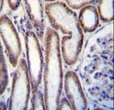 MUC20 Antibody - MUC20 Antibody immunohistochemistry of formalin-fixed and paraffin-embedded human kidney tissue followed by peroxidase-conjugated secondary antibody and DAB staining.