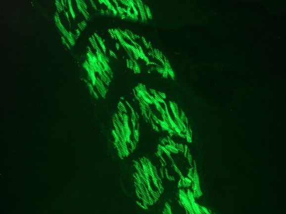 Muscle Actin Antibody - Immunofluorescence staining of muscle tissue in the tail of 3 days old zebrafish embryo