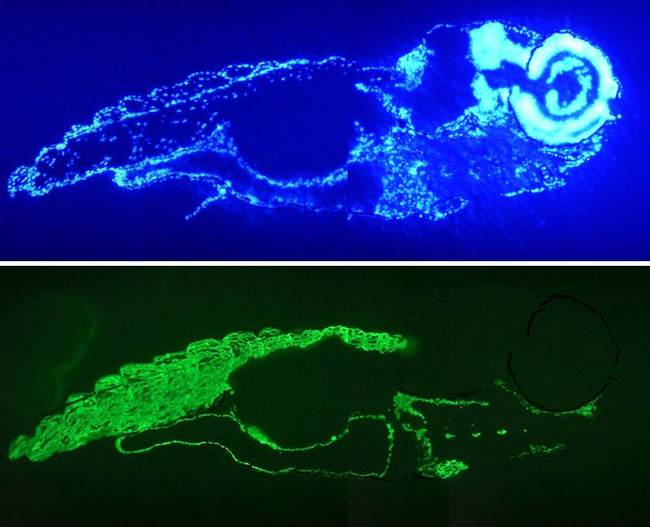 Muscle Actin Antibody - Immunofluorescence staining of muscle tissue of 7 days old zebrafish embryo. Note reactivity in both striated and smooth muscle tissues Upper panel: DAPI-staining of cell nuclei, providing an overview of the tissue section used for immunostaining