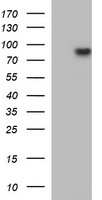 MUT / MCM Antibody - HEK293T cells were transfected with the pCMV6-ENTRY control (Left lane) or pCMV6-ENTRY MUT (Right lane) cDNA for 48 hrs and lysed. Equivalent amounts of cell lysates (5 ug per lane) were separated by SDS-PAGE and immunoblotted with anti-MUT.