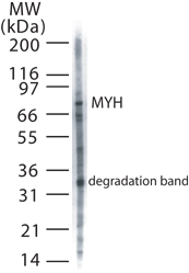 MUTYH / MYH Antibody - Western blot of MYH in 20 ugs of HeLa cell lysate using antibody at 2 ug/ml.