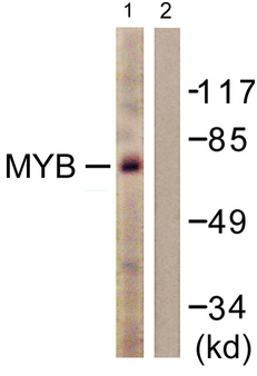 MYB / c-Myb Antibody - Western blot analysis of Anti-MYB antibody (LS-B5315, 1:500 dilution; 30 µg of lysate per lane). Lane 1: HUVEC lysate. Lane 2: HUVEC lysate; blocked with the synthesized peptide. Antibody produced band at ~72 kDa and did not produce a band in the lane blocked with the synthesized peptide.