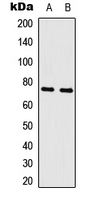 MYB / c-Myb Antibody - Western blot analysis of c-Myb expression in K562 (A); rat skeletal muscle (B) whole cell lysates.