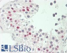 MYD118 / GADD45B Antibody - Human Testis: Formalin-Fixed, Paraffin-Embedded (FFPE)