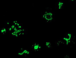 MYD88 Antibody - Anti-MYD88 mouse monoclonal antibody immunofluorescent staining of COS7 cells transiently transfected by pCMV6-ENTRY MYD88.