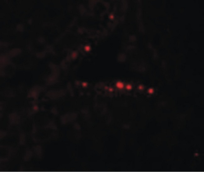 MYD88 Antibody - Immunofluorescence of MYD88 in Human Testis cells with MYD88 antibody at 20 ug/ml.