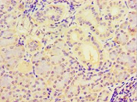 MYDGF / SF20 Antibody - Immunohistochemistry of paraffin-embedded human pancreas tissue antibody at 1:100 dilution.