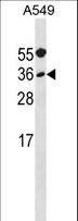 MYF5 / MYF 5 Antibody - MYF5 Antibody western blot of A549 cell line lysates (35 ug/lane). The MYF5 antibody detected the MYF5 protein (arrow).