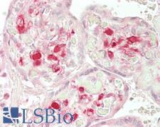 MYH9 Antibody - Human Placenta: Formalin-Fixed, Paraffin-Embedded (FFPE)