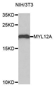 MYL12A / MRCL3 Antibody - Western blot blot of extracts of NIH/3T3 cells, using MYL12A antibody.