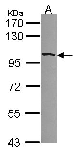 MYO1B / Myosin IB Antibody - Sample (30 ug of whole cell lysate). A:293T. 7.5% SDS PAGE. MYO1B / Myosin IB antibody diluted at 1:1000.