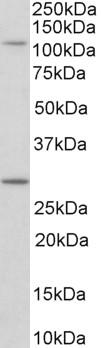 MYO1H Antibody - MYO1H antibody (0.1 ug/ml) staining of NIH3T3 lysate (35 ug protein in RIPA buffer). Primary incubation was 1 hour. Detected by chemiluminescence.