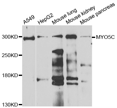 MYO5C Antibody - Western blot of extracts of various cell lines, using MYO5C antibody.