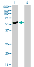 MYOC / Myocilin Antibody - Western blot of MYOC expression in transfected 293T cell line by MYOC monoclonal antibody clone 4F8.