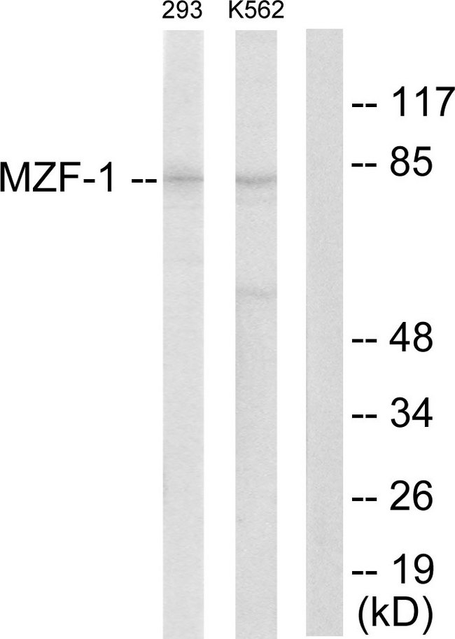 MZF / MZF1 Antibody - Western blot analysis of lysates from 293 and K562 cells, using MZF-1 Antibody. The lane on the right is blocked with the synthesized peptide.
