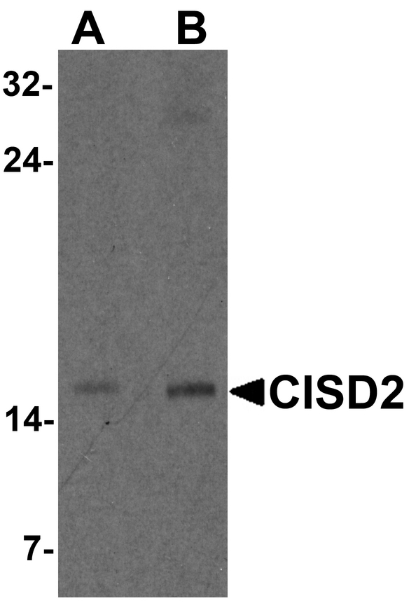 NAF-1 / CISD2 Antibody - Western blot analysis of CISD2 in rat brain tissue lysate with CISD2 antibody at (A) 1 and (B) 2 ug/m