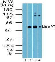 NAMPT / Visfatin Antibody - Western blot of NAMPT/Visfatin in skeletal muscle lysate. Lane 1 shows pre-immune sera. Lane 2 shows human, Lane 3 shows mouse and Lane 4 shows rat skeletal muscle using NAMPT / Visfatin Antibody at 1:5000 dilution.