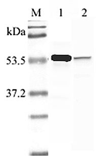 NAMPT / Visfatin Antibody - Western blot analysis using anti-Nampt (human), pAb at 1:2000 dilution. 1: Human Nampt (His-tagged). 2: LPS-treated human peripheral blood leukocyte lysate.