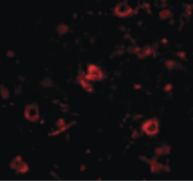 NANOS3 / NOS-3 Antibody - Immunofluorescence of Nanos3 in Human Brain cells with Nanos3 antibody at 20 ug/ml.