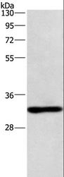 NAPSA / NAPA / Napsin A Antibody - Western blot analysis of mouse kidney tissue, using NAPSA Polyclonal Antibody at dilution of 1:500.