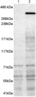 NBEA / Neurobeachin Antibody - NBEA / Neurobeachin antibody (1µg/ml) staining of 1) untransfected HEK293T cells 2) HEK293T cells transfected with mouse NBEA. Detected by chemiluminescence.