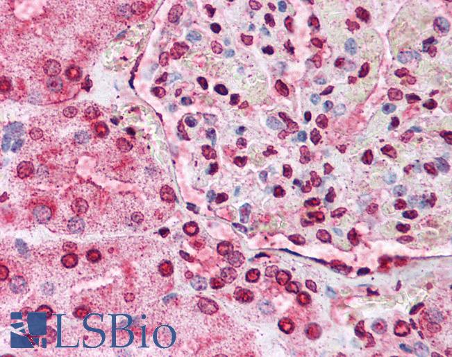 NBN / Nibrin Antibody - Anti-NBN / Nibrin antibody IHC of human kidney. Immunohistochemistry of formalin-fixed, paraffin-embedded tissue after heat-induced antigen retrieval. Antibody concentration 5 ug/ml.