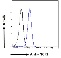 NCF1 / p47phox / p47 phox Antibody - NCF1 / p47phox Antibody Flow cytometric analysis of paraformaldehyde fixed HeLa cells (blue line), permeabilized with 0.5% Triton. Primary incubation 1hr (10ug/ml) followed by Alexa Fluor 488 secondary antibody (1ug/ml). IgG control: Unimmunized goat IgG (black line) followed by Alexa Fluor 488 secondary antibody.