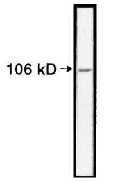 NCL / Nucleolin Antibody - Detection of nucleolin in crude PD31 nuclear extracts.