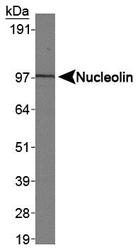 NCL / Nucleolin Antibody - Nucleolin Antibody - Western blot of Nucleolin in HeLa nuclear extracts.