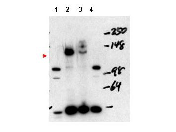 NCOA3 / SRC-3 / AIB1 Antibody - Anti-NCOA3 Antibody - Western Blot. Western blot of affinity purified anti-NCOA3 antibody shows detection of NCOA3 in mouse liver nuclear extract (lane 1), transient transfected 293 cell lysate (lane 2), HeLa whole cell lysate (lane 3) and mouse thyroid cell nuclear extract (lane 4). The band at ~148 kD, indicated by the arrowhead, corresponds to NCOA3. Mouse NCOA3 (lanes 1 and 4) appear as ~105 kD bands. Pre-incubation of antibody with the immunizing peptide blocks detection of specific band staining (not shown). Personal communication, H. Ying, NCI, Bethesda, MD.