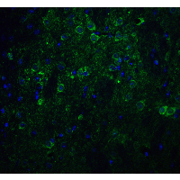 NCSTN / Nicastrin Antibody - Immunofluorescence of Nicastrin in mouse brain tissue with Nicastrin antibody at 20 µg/ml.Green: Nicastrin Antibody  Blue: DAPI staining