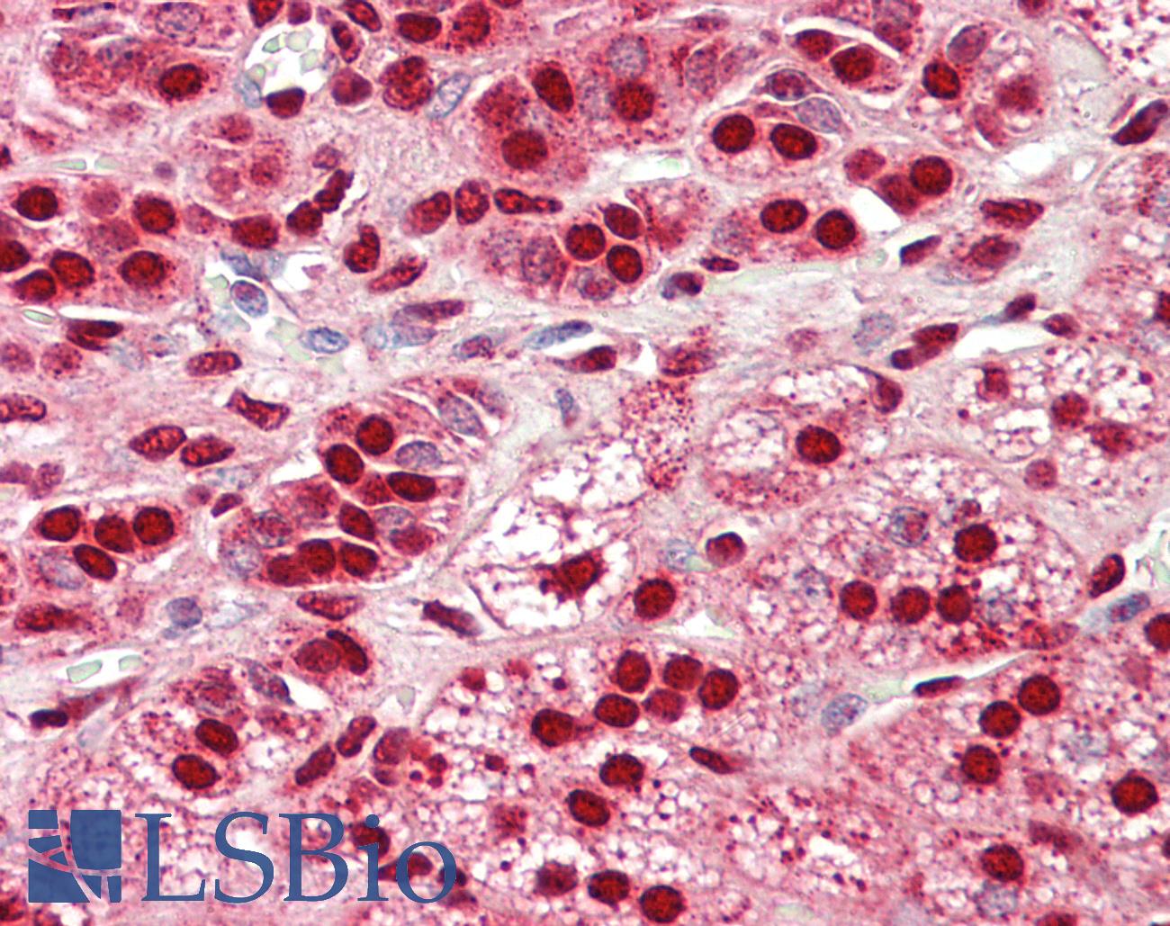 NDFIP1 / N4WBP5 Antibody - Anti-NDFIP1 / N4WBP5 antibody IHC staining of human adrenal. Immunohistochemistry of formalin-fixed, paraffin-embedded tissue after heat-induced antigen retrieval.