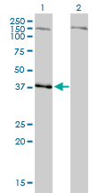 NDN / Necdin Antibody - Western blot of NDN expression in transfected 293T cell line by NDN monoclonal antibody.