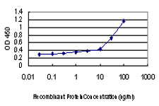 NDN / Necdin Antibody - Detection limit for recombinant GST tagged NDN is approximately 0.03 ng/ml as a capture antibody.