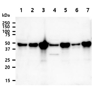NDRG1 Antibody - The cell lysates (40ug) were resolved by SDS-PAGE, transferred to PVDF membrane and probed with anti-human NDRG1 antibody (1:1000). Proteins were visualized using a goat anti-mouse secondary antibody conjugated to HRP and an ECL detection system. Lane 1. : LnCaP cell lysate Lane 2. : HeLa cell lysate Lane 3. : PC3 cell lysate Lane 4. : Hep3B cell lysate Lane 5. : HT1080 cell lysate Lane 6. : Jurkat cell lysate Lane 7. : SW480 cell lysate