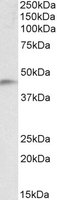 NDRG2 Antibody - NDRG2 antibody (0.1 ug/ml) staining of Human Temporal Cortex lysate (35 ug protein/ml in RIPA buffer). Primary incubation was 1 hour. Detected by chemiluminescence.