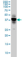 NDRG4 Antibody - Western blot of NDRG4 expression in Raw 264.7.