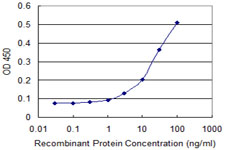 NDRG4 Antibody - Detection limit for recombinant GST tagged NDRG4 is approximately 3 ng/ml as a capture antibody.
